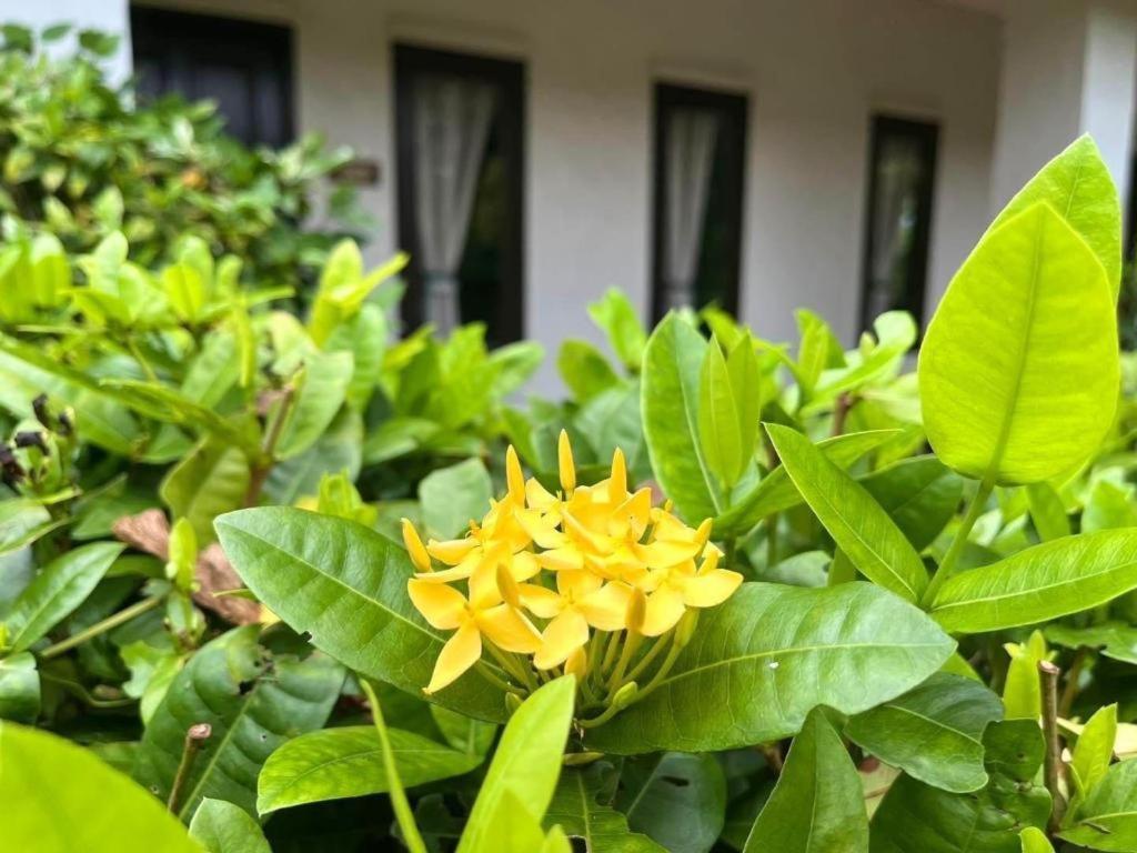 Baan Chuengkao Resort Ranong Exterior foto